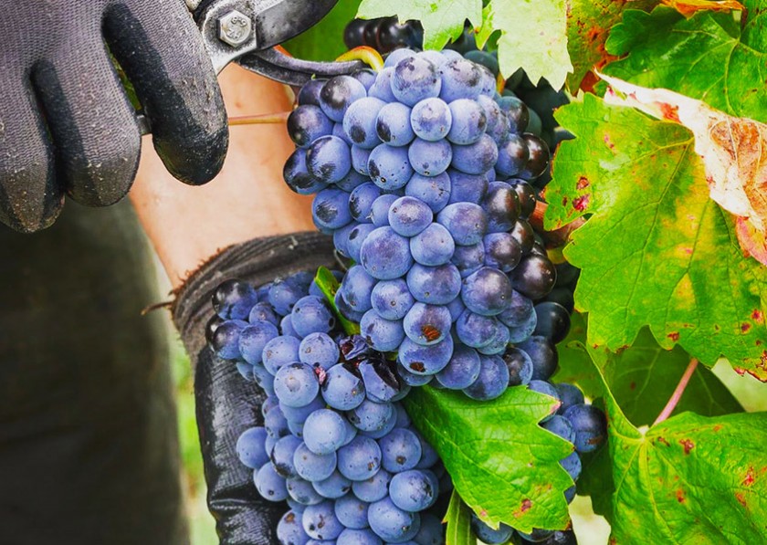 bistrot-de-villedieu-2021-producteurs