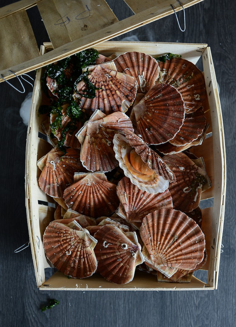 Bourriche de Coquilles Saint-Jacques des baies Bretonnes