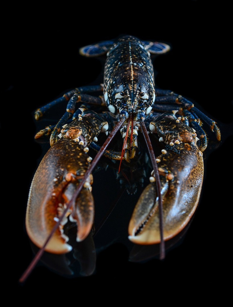 TABLEAU HOMARD00